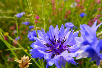 Les plantes vagabondes, émission radio G Le Planty Ecuillé Le bleuet le 26 06 2026
