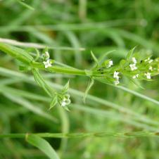 Les plantes vagabondes, émission radio G Le Planty Ecuillé Gaillet gratterron le 10 02 2023