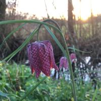 Les plantes vagabondes, émission radio G Le Planty Ecuillé La fritillaire le 19 04 2024