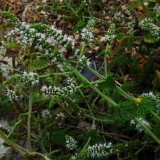 Les plantes vagabondes, émission radio G Le Planty Ecuillé La menthe le 23 09 2022