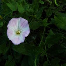 Les plantes vagabondes, émission radio G Le Planty Ecuillé Le liseron le 07 10 2022