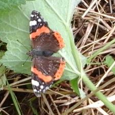 Les plantes vagabondes, émission radio G Le Planty Ecuillé L'ortie le 24 09 2021