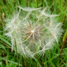 Les plantes vagabondes, émission radio G Le Planty Ecuillé Le pissenlit le 22 10 2021