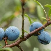 Les plantes vagabondes, émission radio G Le Planty Ecuillé Le prunellier le 11 02 2022