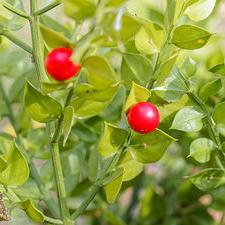 Les plantes vagabondes, émission radio G Le Planty Ecuillé Le petit houx le 30 12 2022