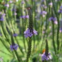 Les plantes vagabondes, émission radio G Le Planty Ecuillé La verveine officinale ou plante des sorcières pour Halloween