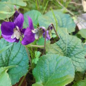 Les plantes vagabondes, émission radio G Le Planty Ecuillé La violette le 10 03 2023