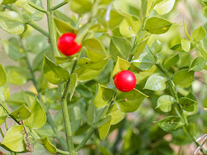 Le petit houx le 30 12 2022 Les plantes vagabondes, émission radio G Le Planty Ecuillé Le petit houx le 30 12 2022