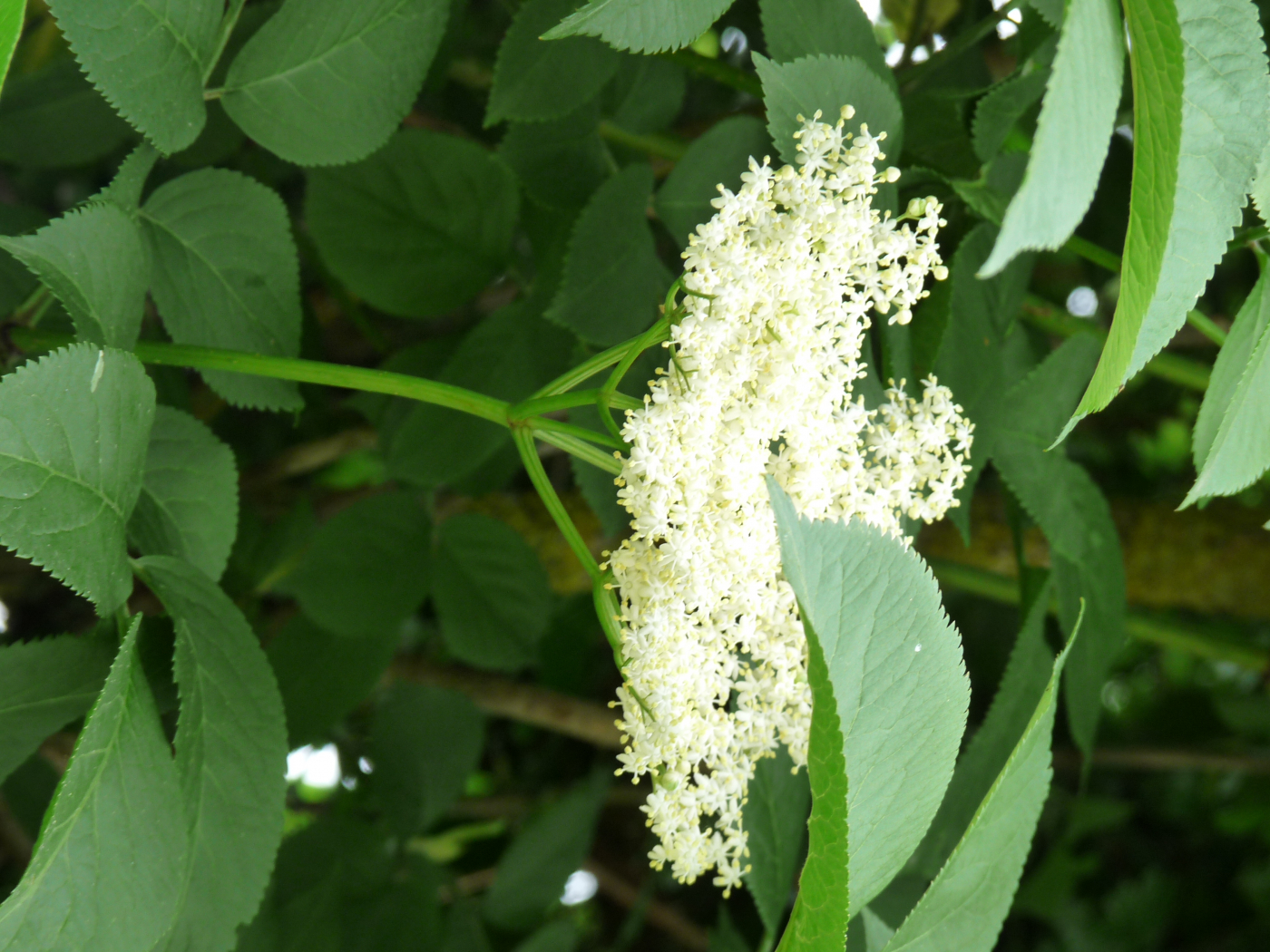 Le sureau le 25 03 2022 Les plantes vagabondes, émission radio G Le Planty Ecuillé Le sureau le 25 03 2022