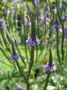 La verveine officinale ou plante des sorcières pour Halloween Les plantes vagabondes, émission radio G Le Planty Ecuillé La verveine officinale ou plante des sorcières pour Halloween