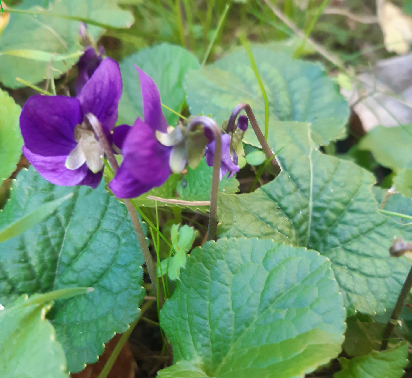 La violette le 10 03 2023 Les plantes vagabondes, émission radio G Le Planty Ecuillé La violette le 10 03 2023