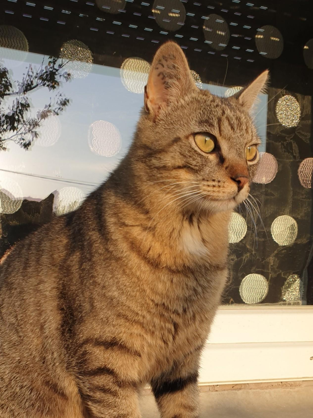 Choupi Matou Dit #13