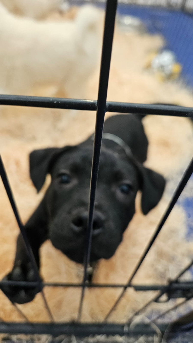 Topette! + Futur Asso Topette! + Topette! + Futur Asso