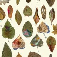 Le magazine des actualités locales et culturelles L'oreille curieuse 30/09/20 - "Wild Leaves" de Justin Palermo